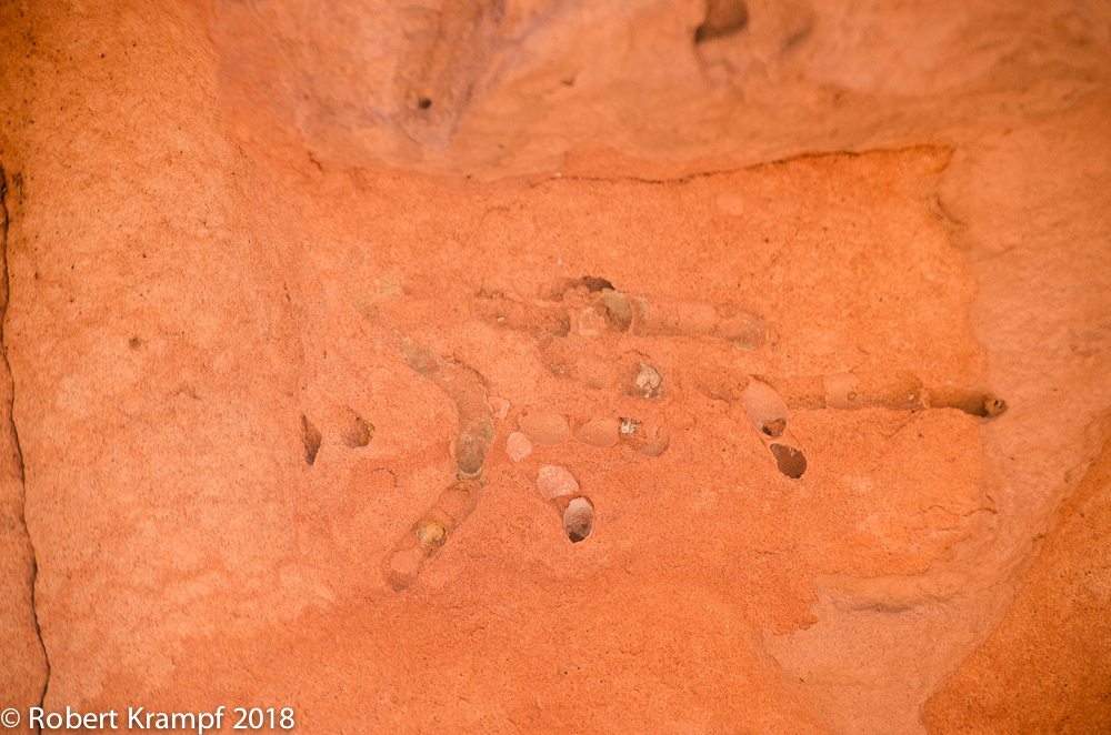 bee tunnels in sandstone
