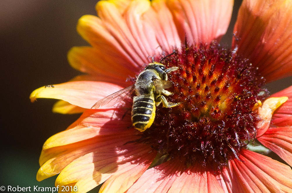 leafcutter bee on a blanket flower