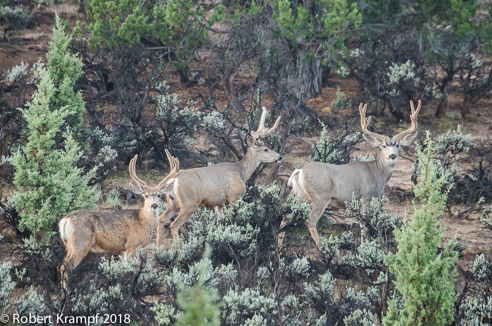 Bachelor group of bucks