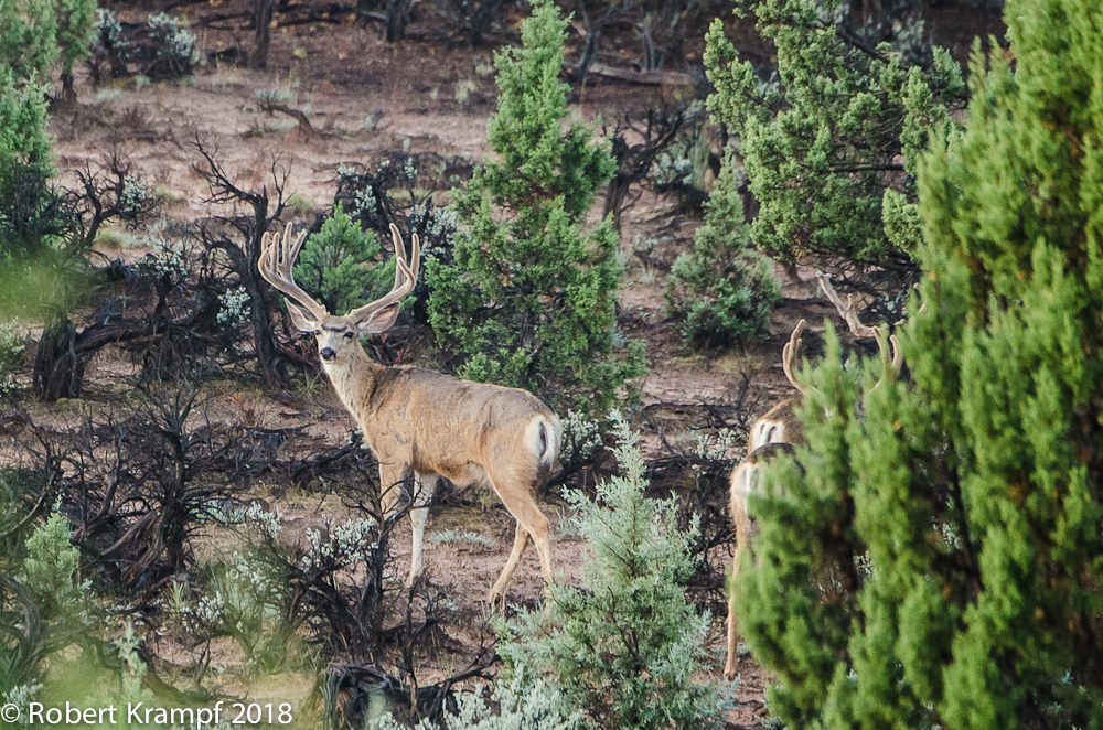 Mule deer buck with antlers in velvet