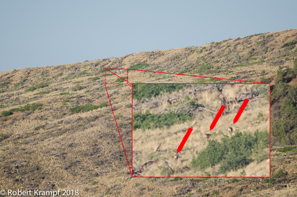 Enlarged photo of mule deer feeding