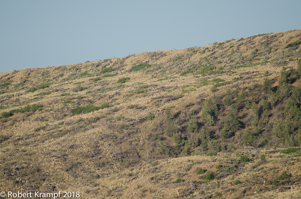 Hillside where mule deer are feeding