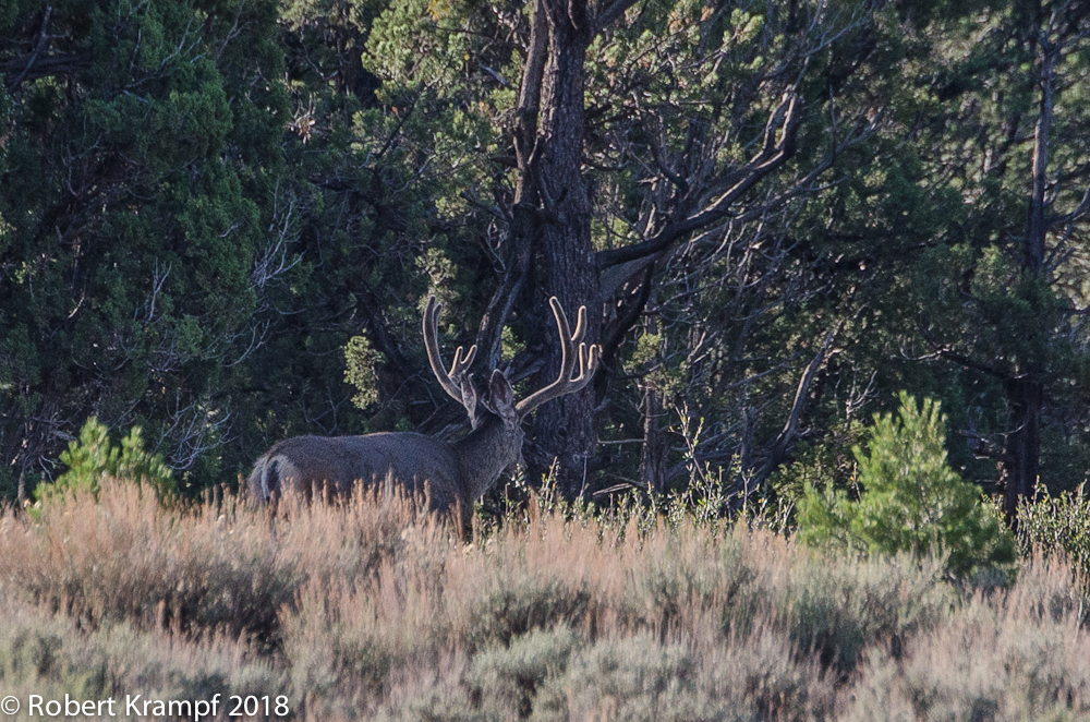 Buck disappearing into the trees