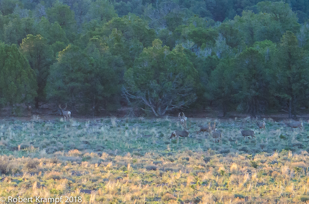 Large bachelor group of 13 bucks