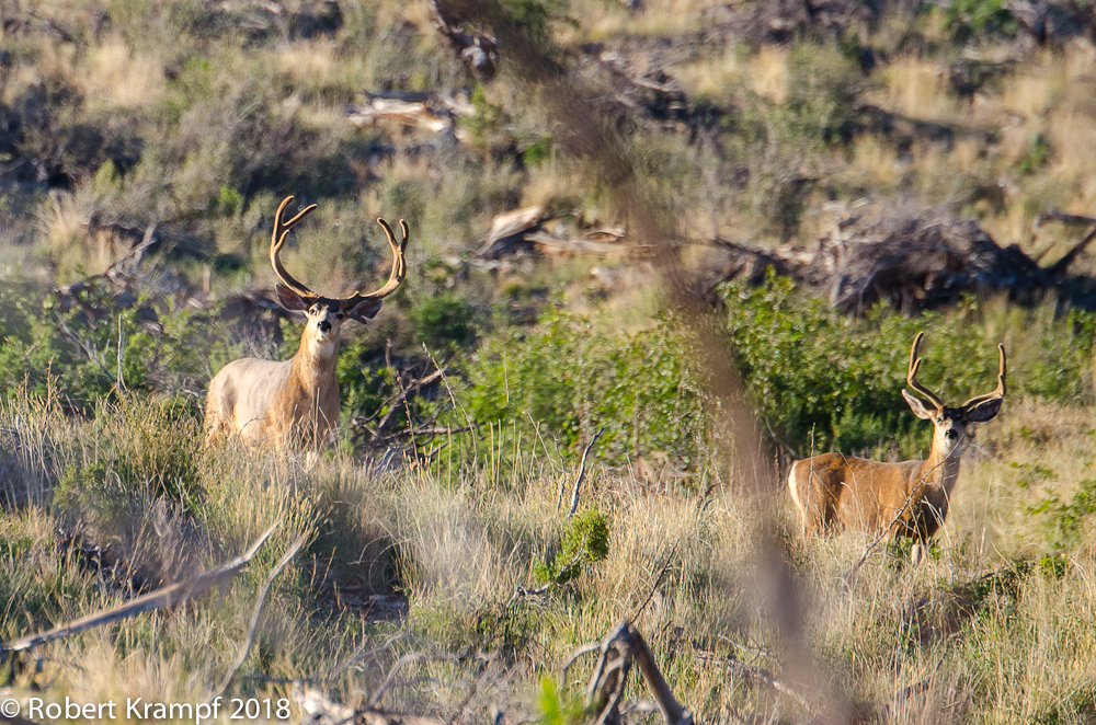Mule deer bucks