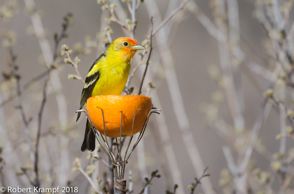 Western Tanager