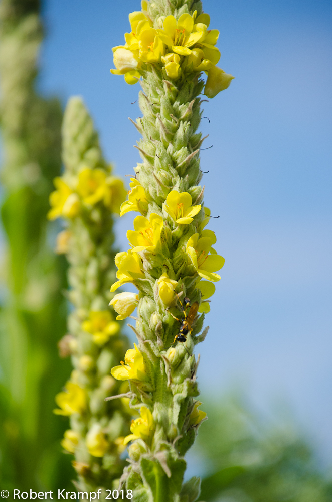 mullein flowers
