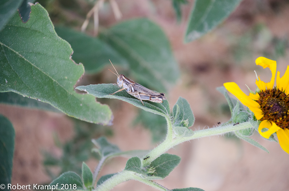 Grasshopper on a sunflower