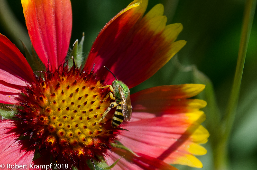 Male Agapostemon Bee