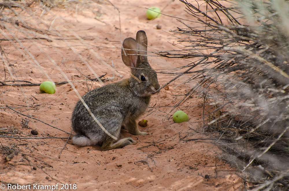 Desert Cottontail enjoying an apple