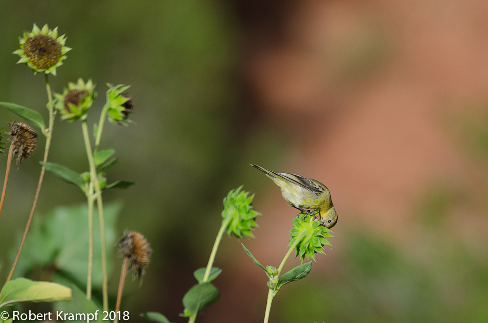 Goldfinch eating sunflower seeds