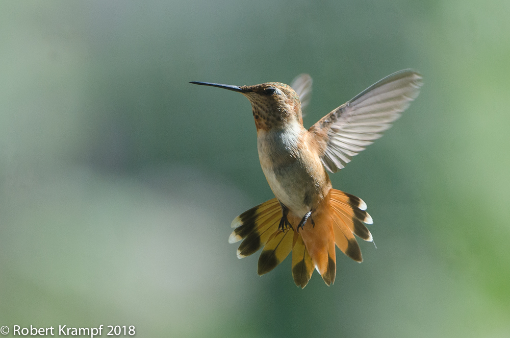 Rufous Hummingbird
