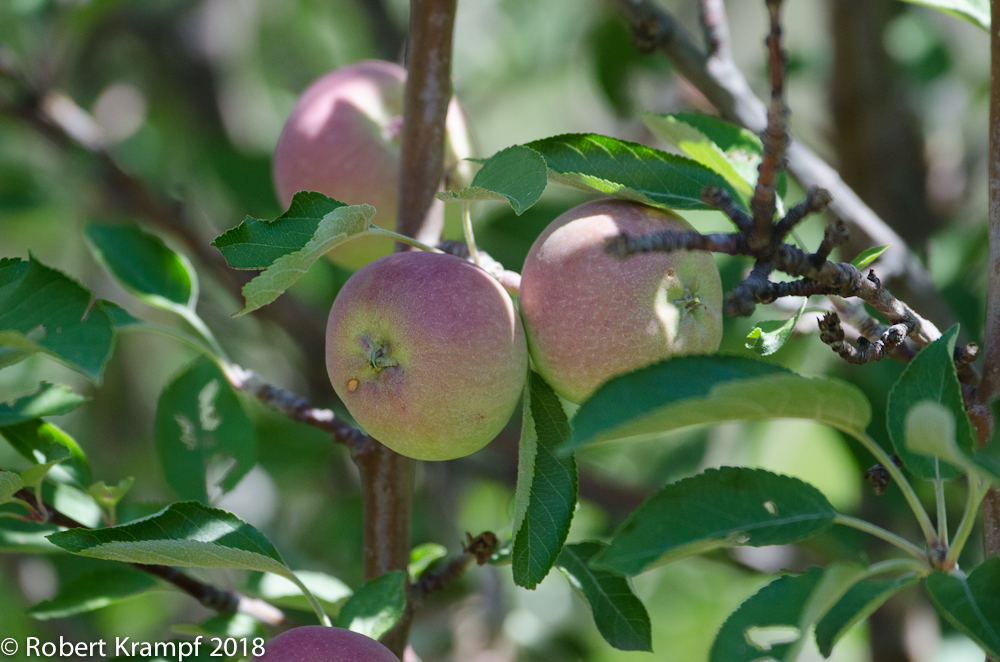 Our apples are getting ripe