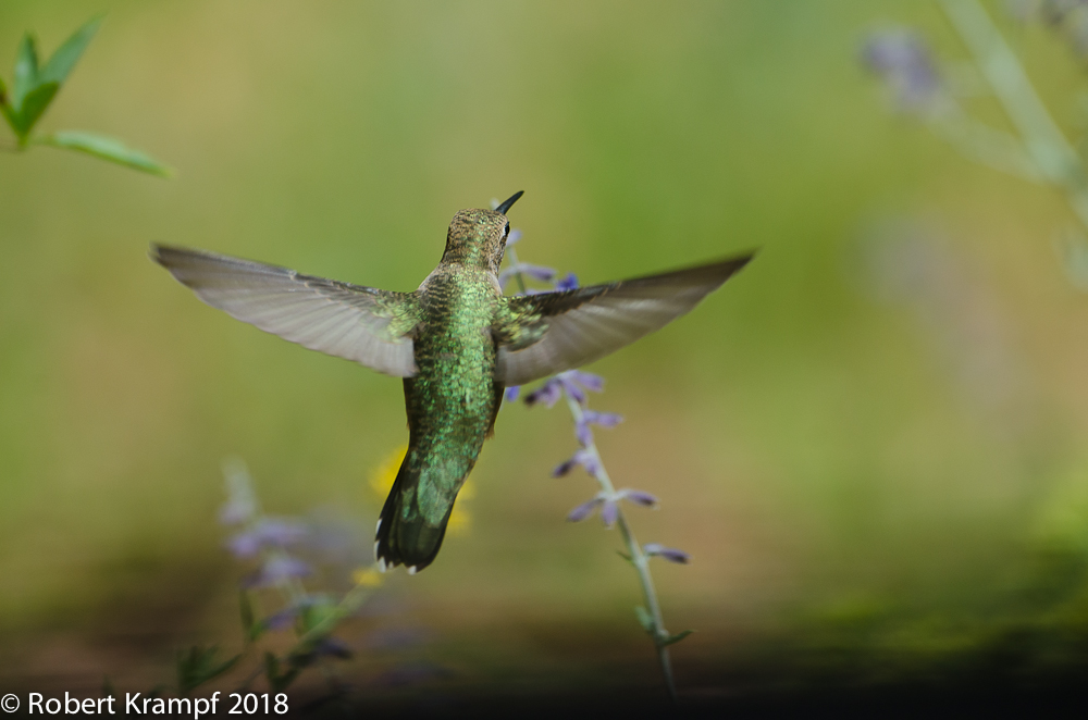 Black Chinned Hummingbird