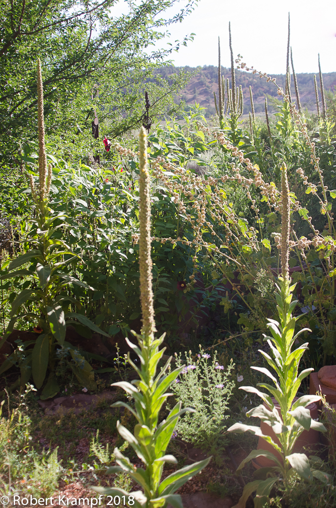 mullein plants