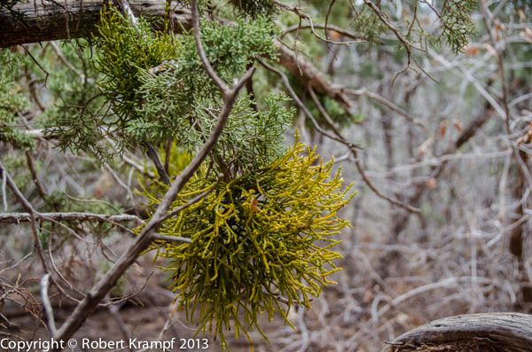 strange, yellow-green leaves