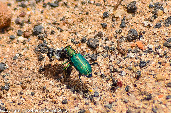 green beetle