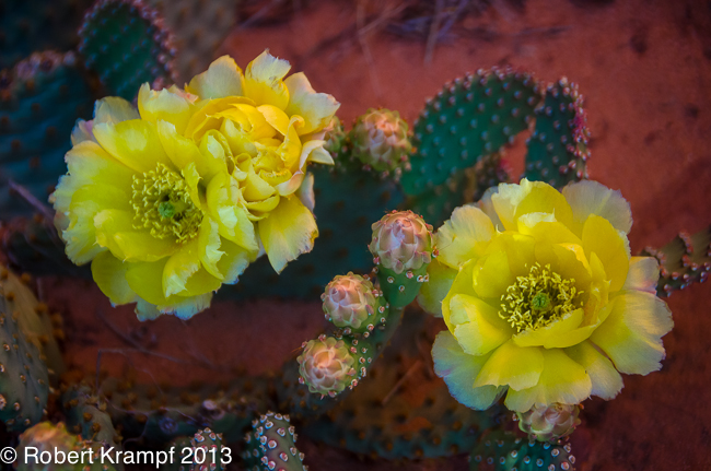 cactus flowers