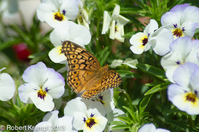 Variegated Fritillary