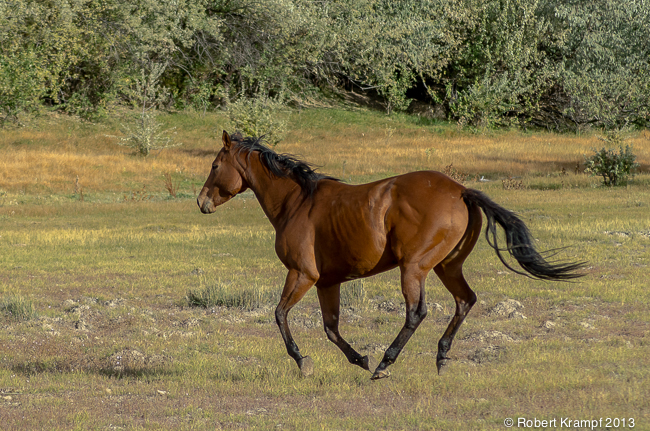 Running horse