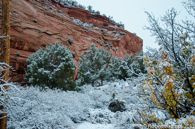 Snow on trees
