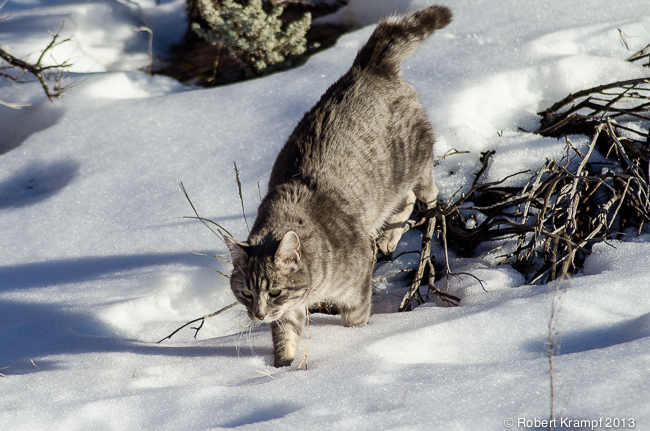 Cat in snow