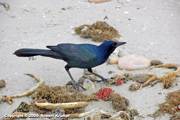 Common Grackle