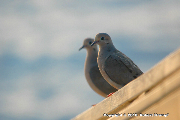 Mourning Doves