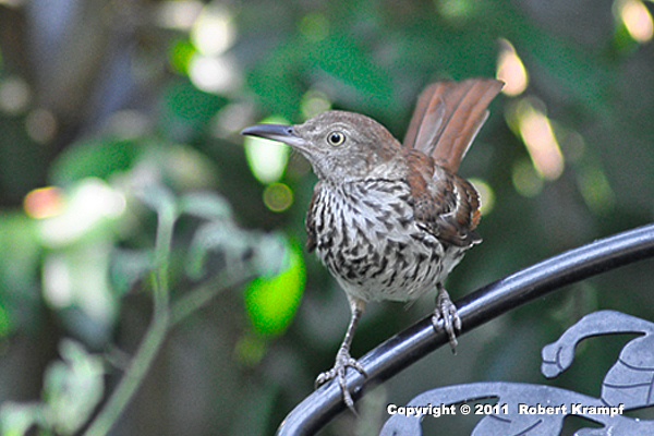 Brown Thrasher