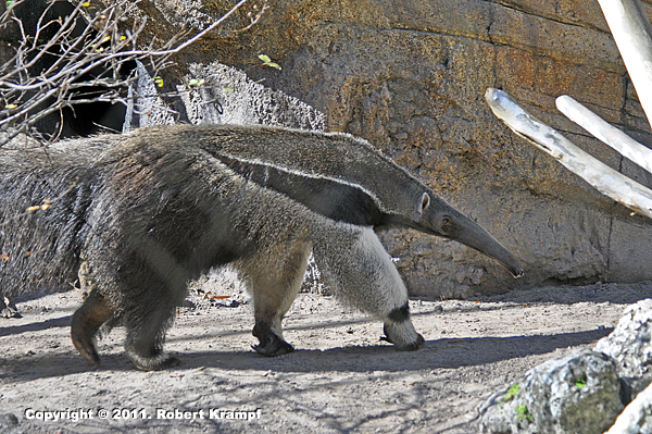 Giant Anteater