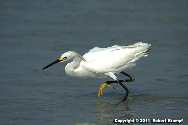 Snowy Egret