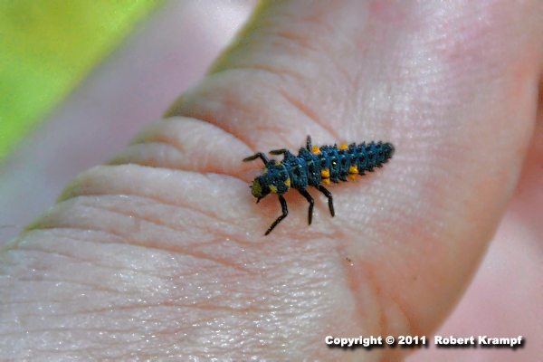 black and red insect