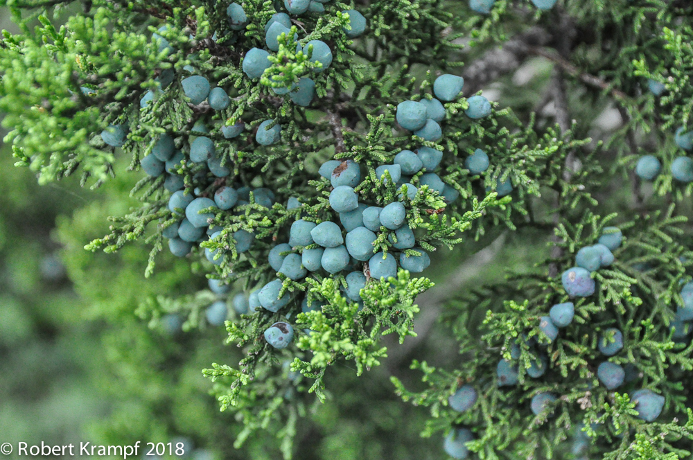 juniper berries