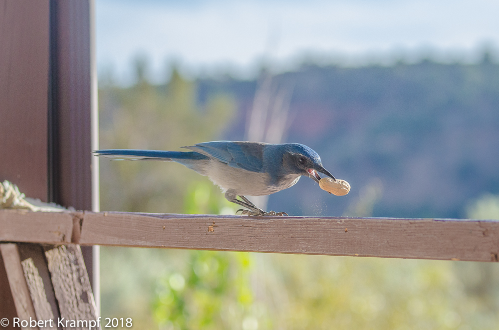 scrub jay