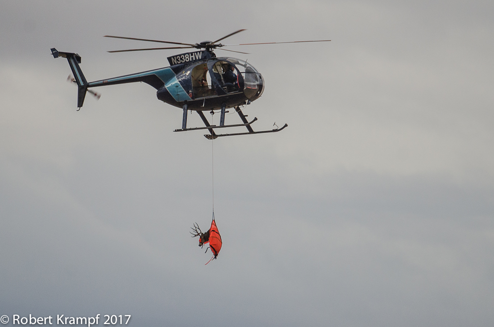 Helicopter with mule deer