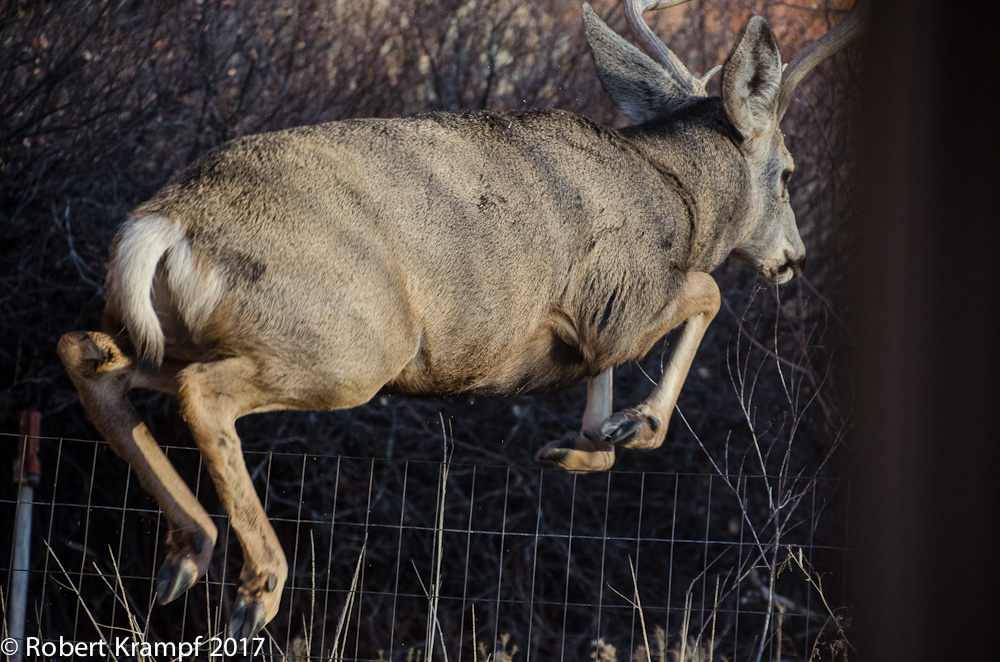 mule deer jumping