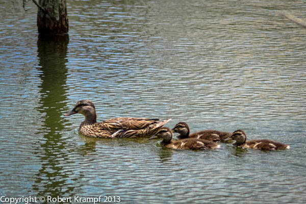 ducks in pond