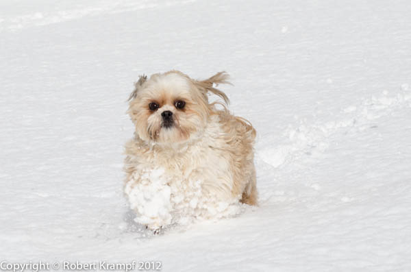 Junie Moon in snow