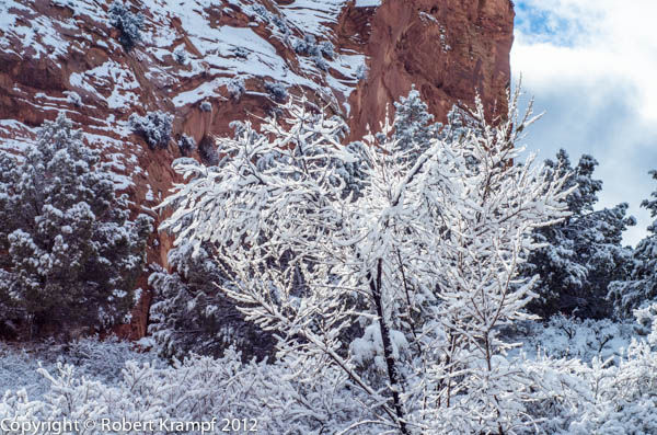Snow on branch