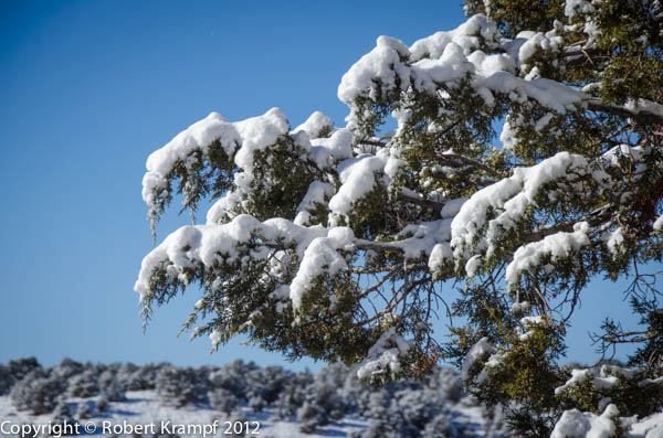 Snow on branch
