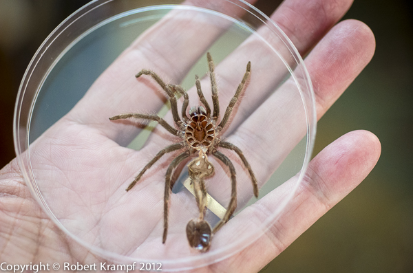 Tarantula and molt