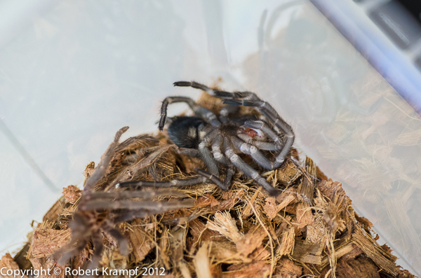 Tarantula and molt