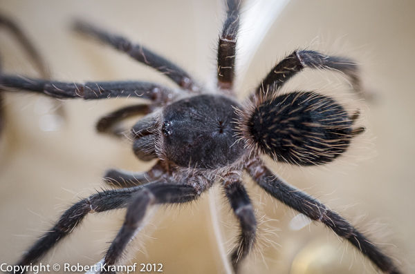 Tarantula and molt
