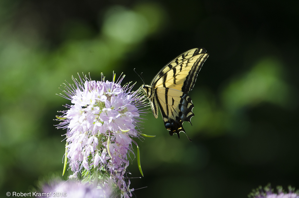 butterfly on flower