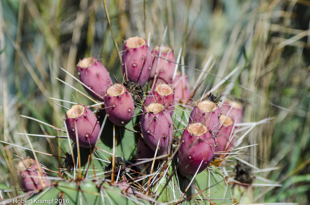 Prickly Pear cactus fruit