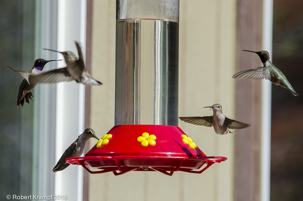 hummingbirds