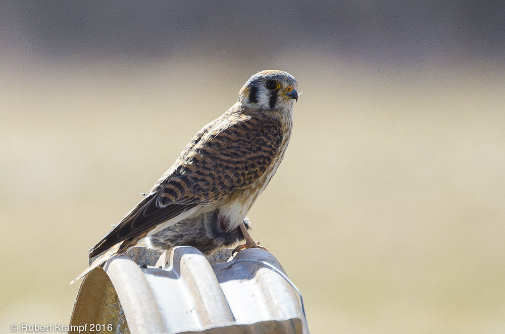 Kestrel