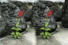 stereo image of flower