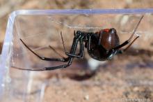 Black widow spider