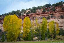 Trees with yellow leaves
